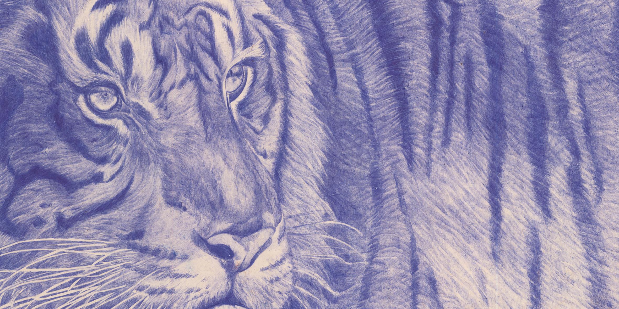 tortue dessin au bic